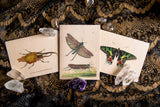 Moth Specimen Greeting Card