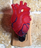 Anatomical Heart Night Light