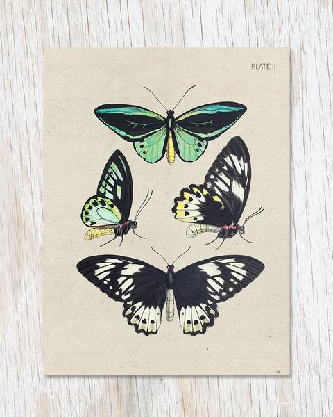 Butterfly Collection Specimen Card
