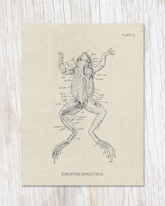 Frog Dissection Card