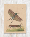 Grasshopper Specimen Greeting Card