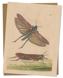 Grasshopper Specimen Greeting Card