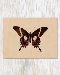 Butterfly Specimen Greeting Card