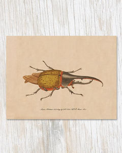Hercules Beetle Greeting Card