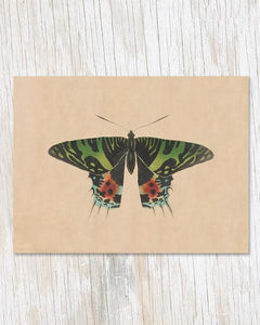 Moth Specimen Greeting Card