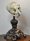 Nosferatu Fetal Skull Statue