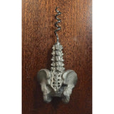 Spine & Pelvis Corkscrew