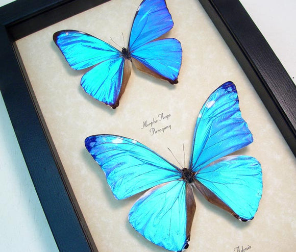 Giant Blue Morpho Butterfly Duo Framed