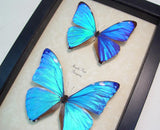 Giant Blue Morpho Butterfly Duo Framed